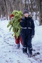 Preparation for Rozhdetsv. Two brothers carry a large Christmas tree from the forest home along a rural road. Winter