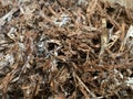 Preparation of soil and mycelium for growing champignon mushrooms