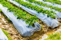 Preparation of soil for Strawberry cultivation, Strawberry field Royalty Free Stock Photo
