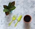 Preparation for transplantation of the flower codieum croton. Ceramic pots with flower, soil and tools for transplanting