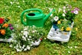 Preparation before transplanting flowers on the balcony, watering can and seedlings