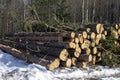 Preparation of wood material. Round timber pine. Massive deforestation. Close-up of freshly cut logs stacked in a pile Royalty Free Stock Photo