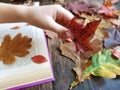 preparations for autumn craft with kids. Herbarium from dried leaves. Learning children at home Royalty Free Stock Photo