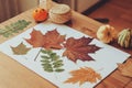 Preparations for autumn craft with kids. Herbarium from dried leaves Royalty Free Stock Photo