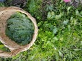 Preparations for field cooking - thistle leaves in a straw basket