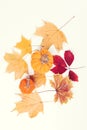 Preparations for halloween. Autumn decorations. Autumn dried leaves. Autumn craft for kids Royalty Free Stock Photo