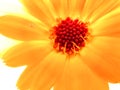 Preparations made on the basis of Calendula have a calming effect on the central nervous system, Royalty Free Stock Photo