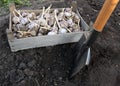 preparatory work for planting garlic - digging the earth