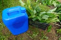 prepare comfrey manure with cut leaves, home remedy vegetable garden fertilizer with canister