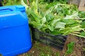 prepare comfrey manure with cut leaves, home remedy vegetable garden fertilizer with canister