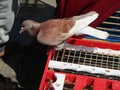 Prepare the dove for the flying racing competition