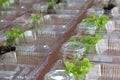 Prepare rice for out door in plastic box Royalty Free Stock Photo