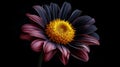 single Marquerite Daisy against a plain black backdrop Royalty Free Stock Photo