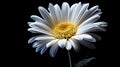 single Marquerite Daisy against a plain black backdrop Royalty Free Stock Photo