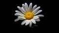 single Marquerite Daisy against a plain black backdrop Royalty Free Stock Photo