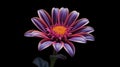 single Marquerite Daisy against a plain black backdrop Royalty Free Stock Photo