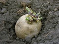 Prepared germinating potato Royalty Free Stock Photo