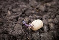 Prepared germinating potato in the planting process Royalty Free Stock Photo