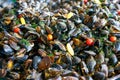 Prepared mussels in vine and creamy sauce with garlic, greens and small tomato. Original Mediterranean cuisine. Closeup