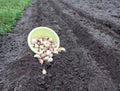 Prepared for planting a bed with planting material of winter garlic, side view-the concept of correct and timely planting of a