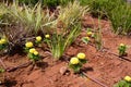 Prepared for planting in early Spring. Drip Irrigation System Close Up. Royalty Free Stock Photo