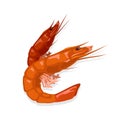 Prepared steamed or boiled red tiger shrimps. Cooked prawn. Seafood for gourmet.