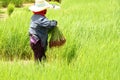 Prepared young sticky rice sprouts to sheaf