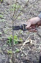 Preparing Apple Tree Branch for Grafting with Knife. Grafting Fruit Trees Step by Step. Grafting Trees Royalty Free Stock Photo