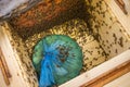 Preparing bees for winter feeding bees with home made sugar syrup in the autumn so they survive the cold winter .