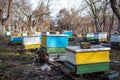 Freeze on the ground on apiary in winter. Warm days in December. Putting hives for transfer to winter. Freeze on apiary with honey