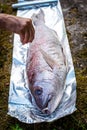 Preparing big dentex fish for barbecue cooking on picnic outside Royalty Free Stock Photo