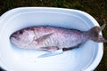 Preparing big dentex fish for barbecue cooking on picnic outside