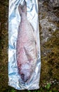 Preparing big dentex fish for barbecue cooking on picnic outside Royalty Free Stock Photo