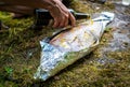 Preparing big dentex fish for barbecue cooking on picnic outside Royalty Free Stock Photo