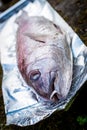 Preparing big dentex fish for barbecue cooking on picnic outside Royalty Free Stock Photo