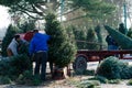 Preparing christmas trees Royalty Free Stock Photo