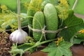 Preparing cucumbers for pickling