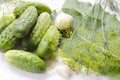 Preparing cucumbers for pickling. Preparation of cucumbers for pickling, greens for canning. Cucumbers with garlic, dill