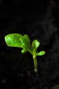 Preparing for the cultivation of plants in the garden. Green sprout. Spring came. Breeding ground. Natural product. Hydroponics. Royalty Free Stock Photo