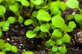 Preparing for the cultivation of plants in the garden. Green sprout. Spring came. Breeding ground. Natural product. Hydroponics. Royalty Free Stock Photo