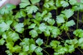 Preparing for the cultivation of plants in the garden. Green sprout. Spring came. Breeding ground. Natural product. Hydroponics. Royalty Free Stock Photo