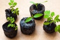 Preparing for the cultivation of plants in the garden. Green sprout. Spring came. Breeding ground. Natural product. Hydroponics. Royalty Free Stock Photo