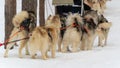 Preparing for a dog sled competition. Siberian huskies are harnessed to a sled ready to race Royalty Free Stock Photo
