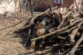 Preparing firewood for the winter