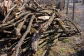 Preparing firewood for the winter