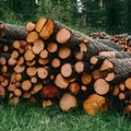 Preparing firewood for winter, felled tree trunks, green grass