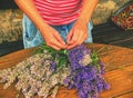 Preparing of fresh cut levander stalks for drying. Aromatherapy