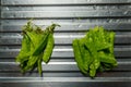 Preparing green peas is unattractive to cook