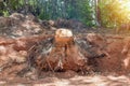 Preparing land for housing new complex property with tree stump removal the digging out of trunk roots Royalty Free Stock Photo