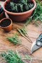 Rosmarinus and lavender plant cuttings